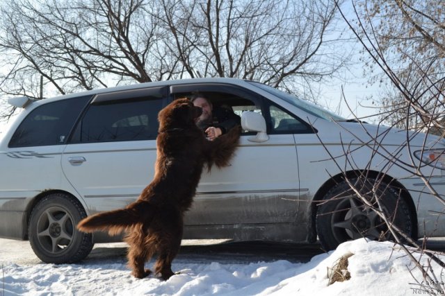 Фото: ньюфаундленд Arkadiya Vivat Arbona (Аркадия Виват Арбона)