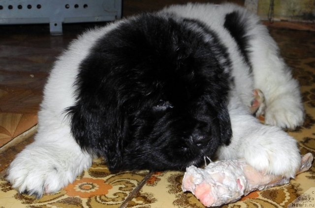 Фото: ньюфаундленд Santa De La Moris (Санта Де Ла Морис)