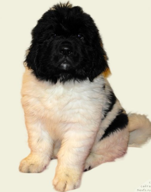 Фото: ньюфаундленд Santa De La Moris (Санта Де Ла Морис)