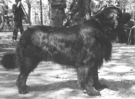 Фото: ньюфаундленд Tori Magr (Тори Магр)