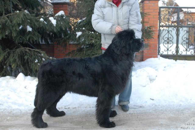 Фото: ньюфаундленд Sent Djons Harebell (Сент Джонс Харебелл)