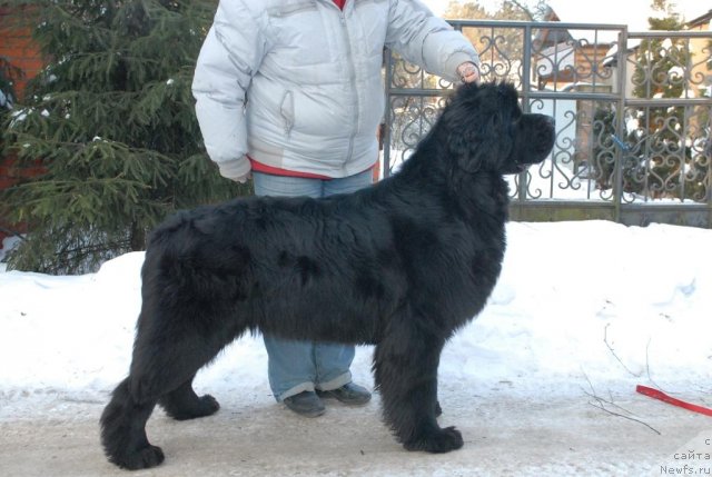 Фото: ньюфаундленд Sent Djons Harebell (Сент Джонс Харебелл)