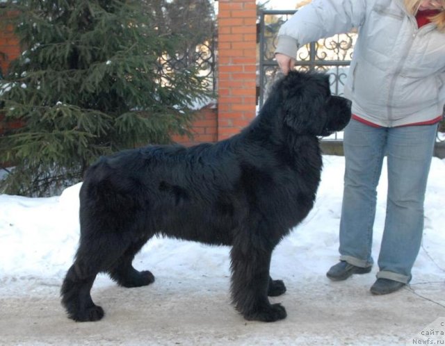 Фото: ньюфаундленд Sent Djons Harebell (Сент Джонс Харебелл)