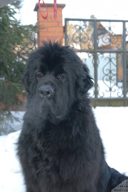 Фото: ньюфаундленд Sent Djons Harebell (Сент Джонс Харебелл)