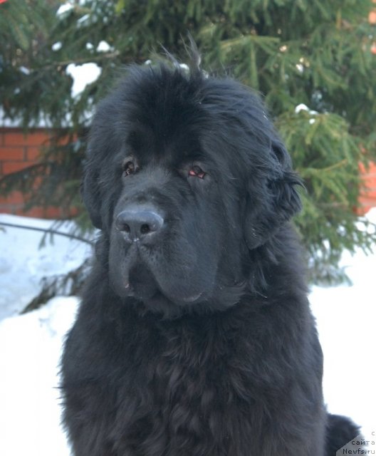 Фото: ньюфаундленд Sent Djons Harebell (Сент Джонс Харебелл)