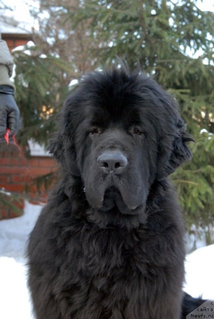 Фото: ньюфаундленд Sent Djons Harebell (Сент Джонс Харебелл)