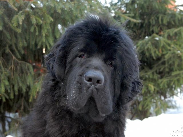 Фото: ньюфаундленд Sent Djons Harebell (Сент Джонс Харебелл)