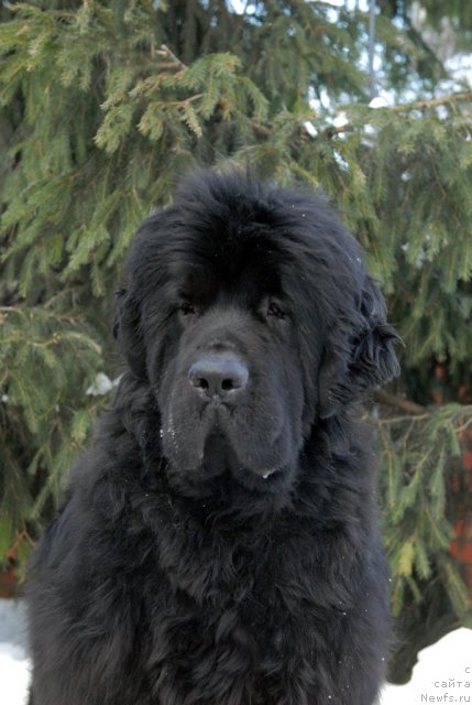 Фото: ньюфаундленд Sent Djons Harebell (Сент Джонс Харебелл)
