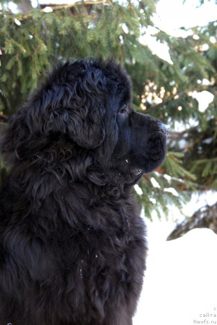 Фото: ньюфаундленд Sent Djons Harebell (Сент Джонс Харебелл)