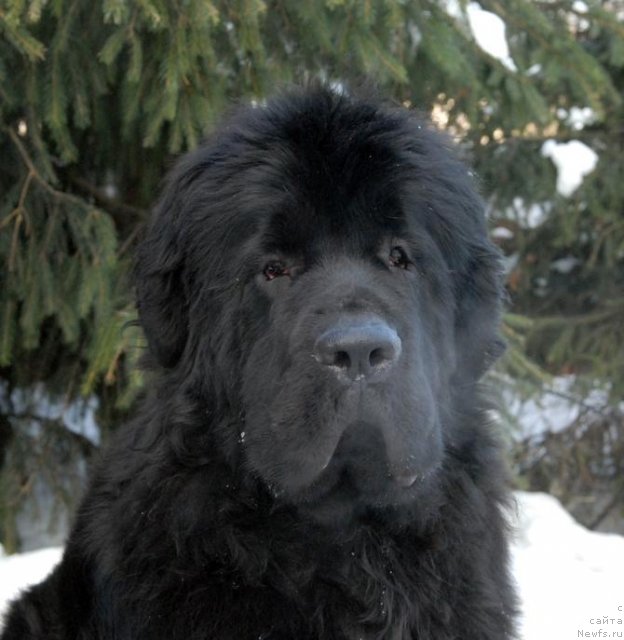 Фото: ньюфаундленд Sent Djons Harebell (Сент Джонс Харебелл)