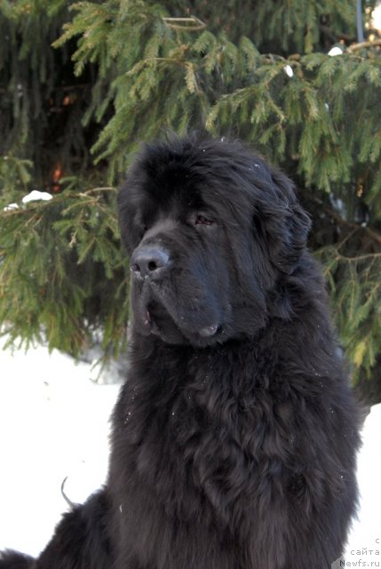 Фото: ньюфаундленд Sent Djons Harebell (Сент Джонс Харебелл)