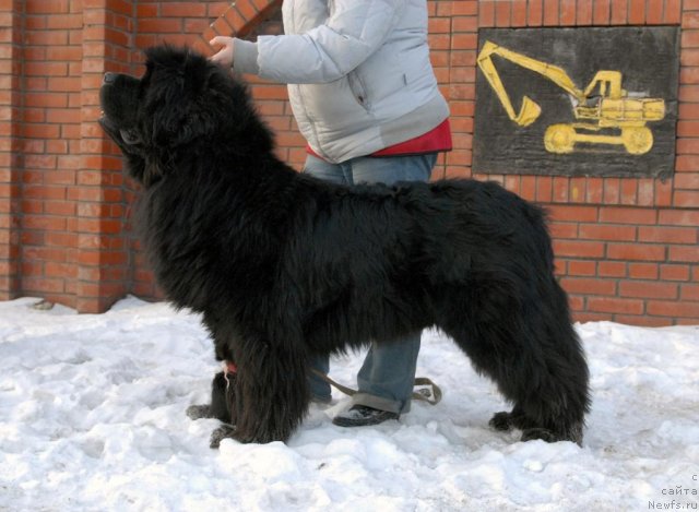 Фото: ньюфаундленд Sent Djons Hummer (Сент Джонс Хаммер)