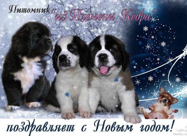 Фотография № 113471