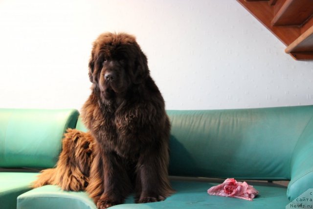 Фото: ньюфаундленд Barhatka Roskoshnaya (Бархатка Роскошная)