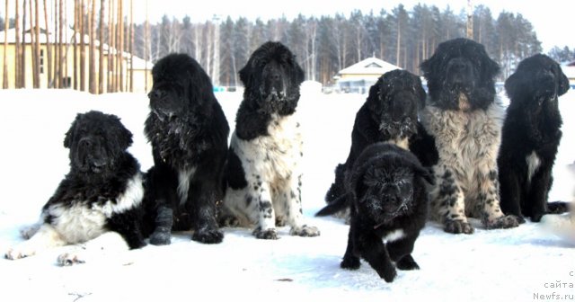 Фото: ньюфаундленд Super Premium Zippi Senseyshen (Супер Премиум Зиппи Сенсейшен), ньюфаундленд Izumrud Moey Dushi (Изумруд Моей Души), ньюфаундленд Plyushevaya Panda La Bella (Плюшевая Панда Ла Белла), ньюфаундленд Akvian Song Idzumi (Аквиан Сонг Идзуми), ньюфаундленд Ikona Stilya (Икона Стиля), ньюфаундленд Super Bizon Argo (Супер Бизон Арго), ньюфаундленд Bianka Vayt Pyerl (Бианка Вайт Пэрл)