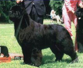 Фото: ньюфаундленд Pouch Cove's Heads I Win Cayuga