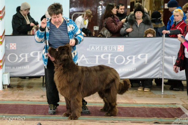 Фото: ньюфаундленд Obush Shed Yakutia (Обуш Шед Якутия), Vera Gniteeva (Вера Гнитеева)