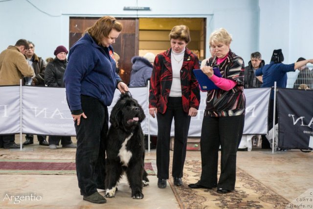 Фото: ньюфаундленд Super Bizon Indiya (Супер Бизон Индия)