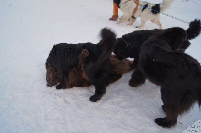 Фотография № 113516