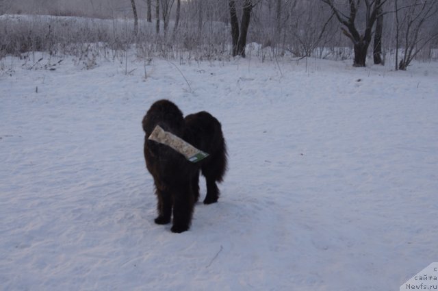 Фотография № 113521