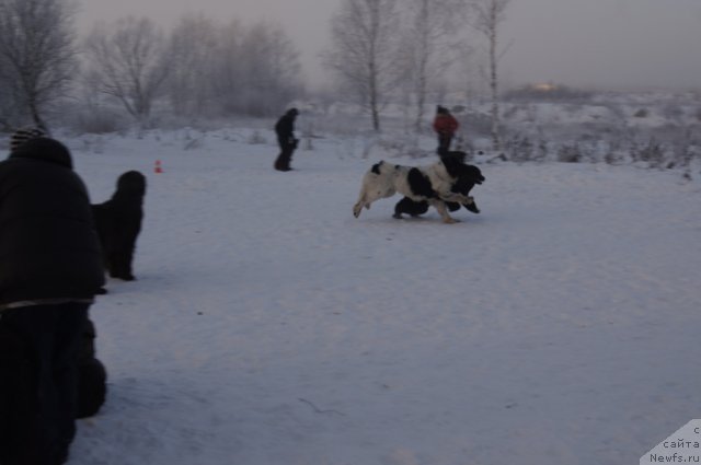 Фотография № 113522