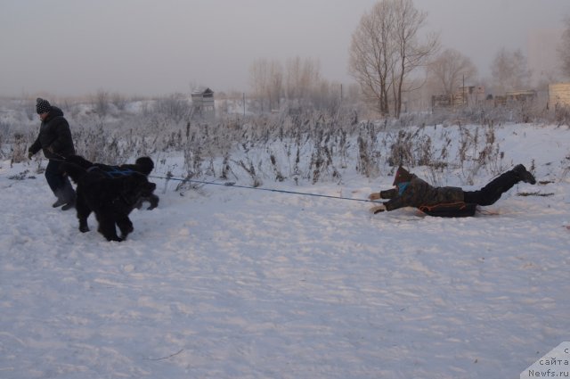 Фото: Galina Artyushina (Галина Артюшина), ньюфаундленд Masyanya Grand Byebi (Масяня Гранд Бэби), ньюфаундленд Beguschaya po Volnam Foget Mi Not (Бегущая по Волнам Фогет Ми Нот), Galina Artyushina (Галина Артюшина)