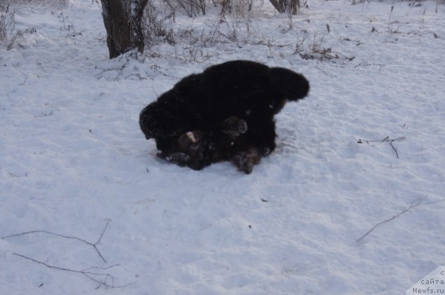 Фотография № 113530