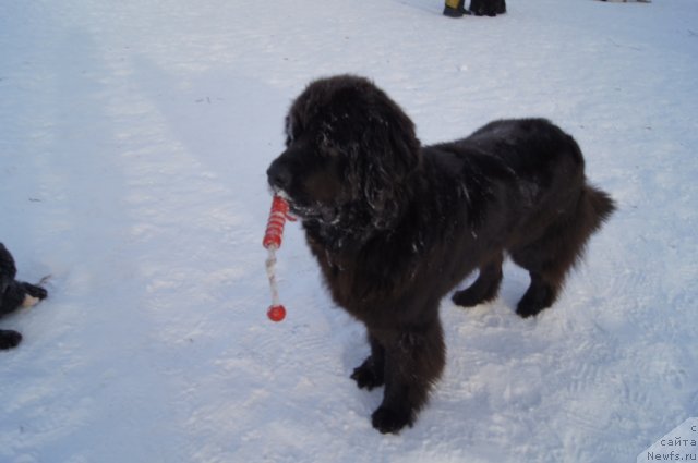 Фото: ньюфаундленд Sent Djons Lesnaya Feya (Сент Джонс Лесная Фея)