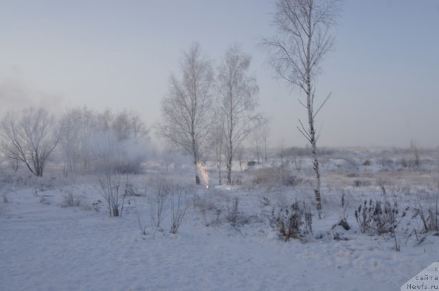 Фотография № 113545