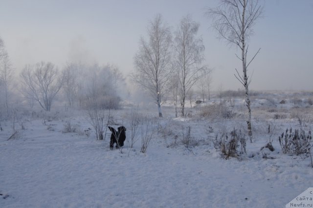 Фото: ньюфаундленд Myedjikal Oushen Dip Lav (Мэджикал Оушен Дип Лав)