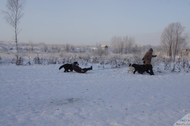 Фото: ньюфаундленд Masyanya Grand Byebi (Масяня Гранд Бэби), [p1113:Галя] в санях, Irina Skladnova (Ирина Складнова), ньюфаундленд Ryesh (Рэш), YUliya Pronina (Юлия Пронина), ньюфаундленд Fenix du Puy de Vendegre