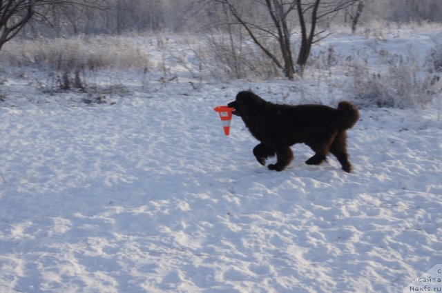 Фотография № 113552