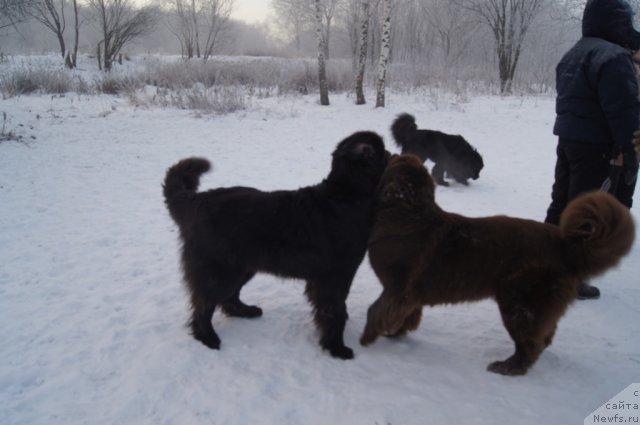 Фото: ньюфаундленд Ocharovashka s Berega Dona (Очаровашка с Берега Дона), ньюфаундленд Sent Djons Lesnaya Feya (Сент Джонс Лесная Фея)