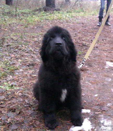 Фото: ньюфаундленд N'yufort Hold Mi Klouz (Ньюфорт Холд Ми Клоуз)