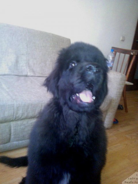 Фото: ньюфаундленд N'yufort Hold Mi Klouz (Ньюфорт Холд Ми Клоуз)