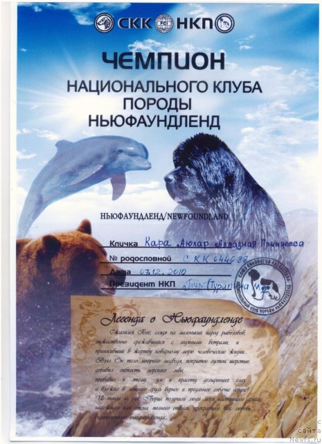 Фото: ньюфаундленд Kara Ayular Almaznaya Princessa (Кара Аюлар Алмазная Принцесса)
