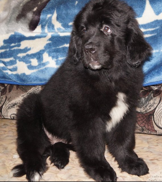 Фото: ньюфаундленд N'yufort Cena Uspeha (Ньюфорт Цена Успеха)