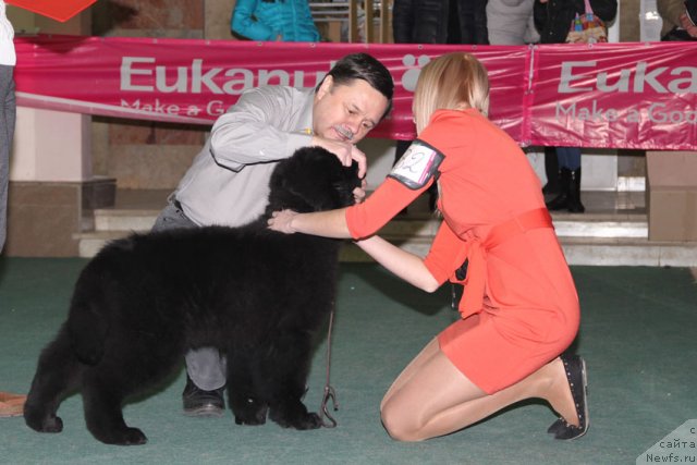 Фото: ньюфаундленд Tsel' Zhizni s Berega Dona (Цель Жизни с Берега Дона)