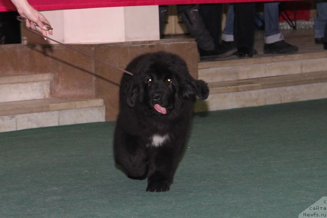 Фото: ньюфаундленд Tsel' Zhizni s Berega Dona (Цель Жизни с Берега Дона)