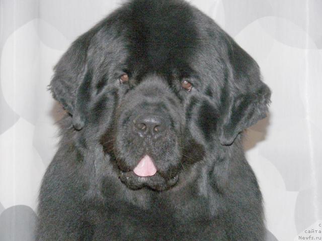 Фото: ньюфаундленд O Black Diamond Little Bear (О Блек Диамонд Литтл Беар)