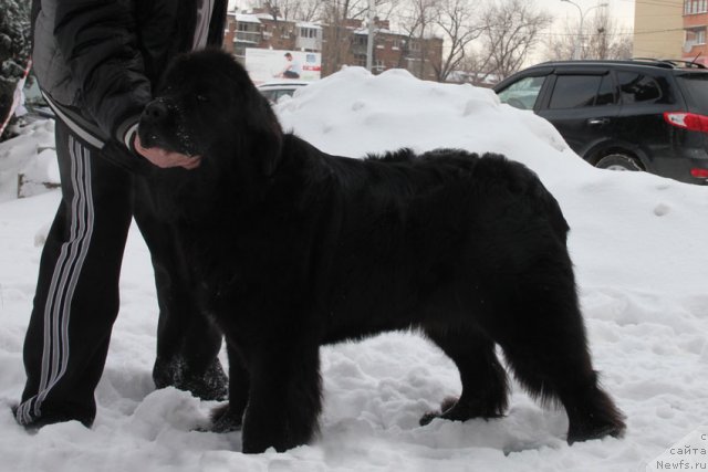 Фото: ньюфаундленд Rostovchanka s Berega Dona (Ростовчанка с Берега Дона)