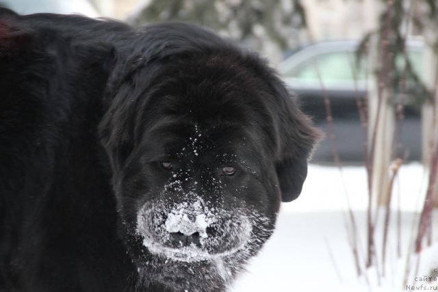 Фото: ньюфаундленд Rostovchanka s Berega Dona (Ростовчанка с Берега Дона)