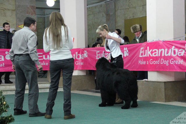 Фото: ньюфаундленд CHak CHerokki (Чак Черокки)