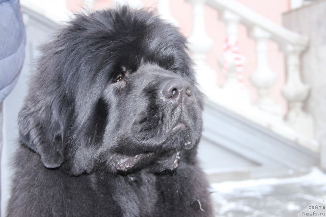 Фото: ньюфаундленд CHak CHerokki (Чак Черокки)