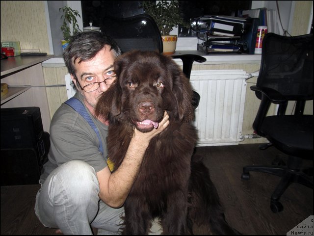 Фото: ньюфаундленд Hozjajka Doma s Berega Dona (Хозяйка Дома с Берега Дона), Sergey Kostin (Сергей Костин)