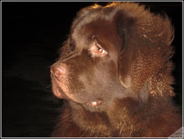 Фото: ньюфаундленд Hozjajka Doma s Berega Dona (Хозяйка Дома с Берега Дона)