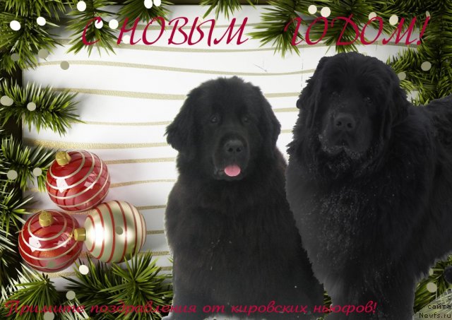 Фотография № 113592