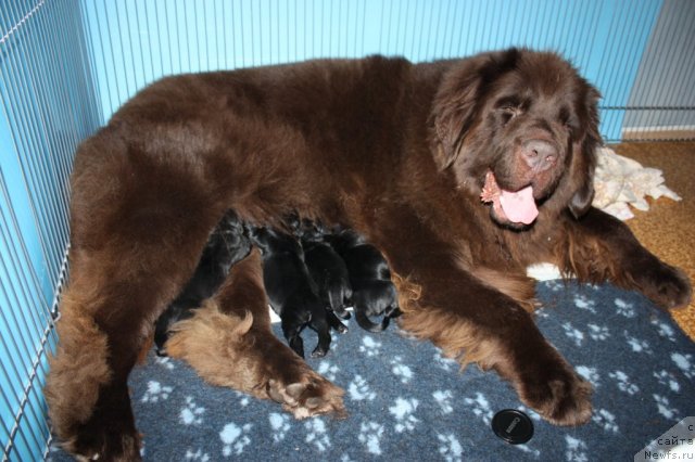 Фото: ньюфаундленд Chernyi Sharm Angel'skaya Krasota (Черный Шарм Ангельская Красота), ньюфаундленд Soul of Rouz Alister (Соул оф Роуз Алистер), ньюфаундленд Soul of Rouz Arlin (Соул оф Роуз Арлин), ньюфаундленд Soul of Rouz Azura (Соул оф Роуз Азура), ньюфаундленд Soul of Rouz Assia (Соул оф Роуз Ассиа)