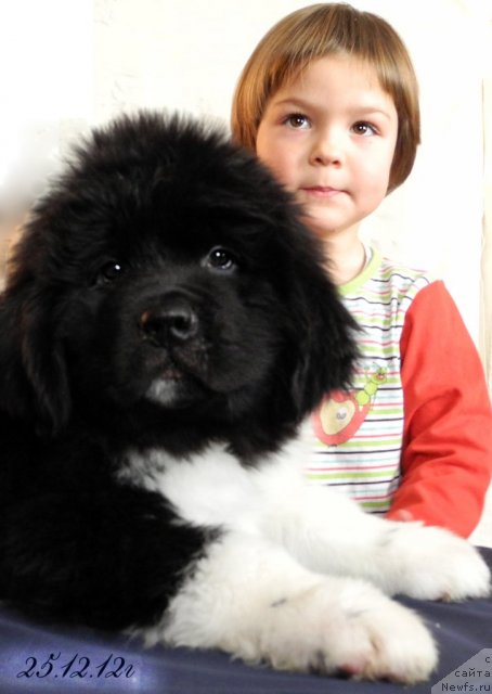 Фото: ньюфаундленд Skayuoker YEnakin Djeday (Скайуокер Энакин Джедай)