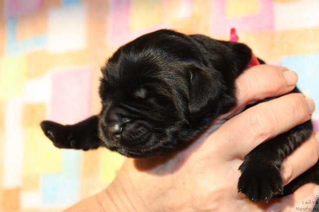 Фото: ньюфаундленд Soul of Rouz Arlin (Соул оф Роуз Арлин)